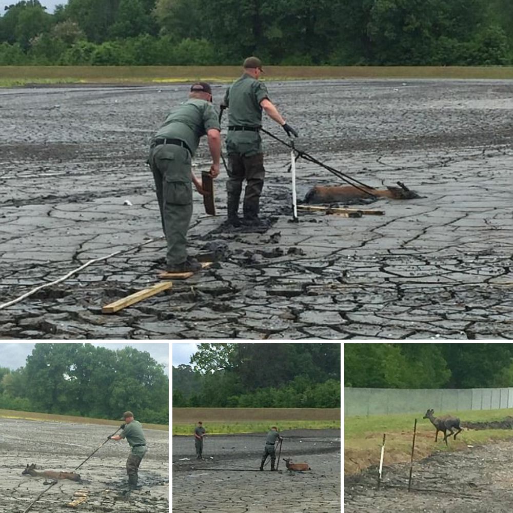 Un tierno cachorro atrapado en un cable eléctrico es rescatado en Kansas, conmoviendo corazones y generando esperanza en redes