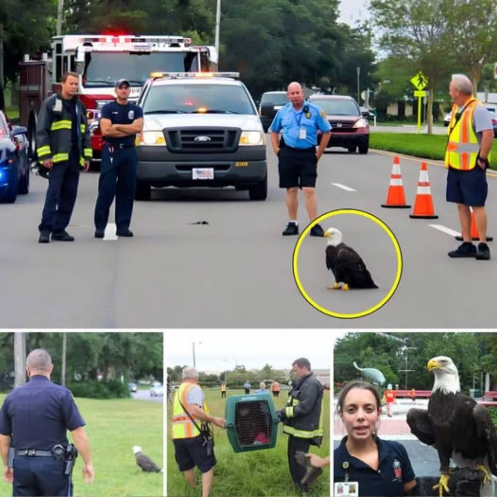 De la Desolación al Amor: Familia de Perritos Abandonados Encuentra Calor y Esperanza Refugiándose en Neumáticos en un Basurero