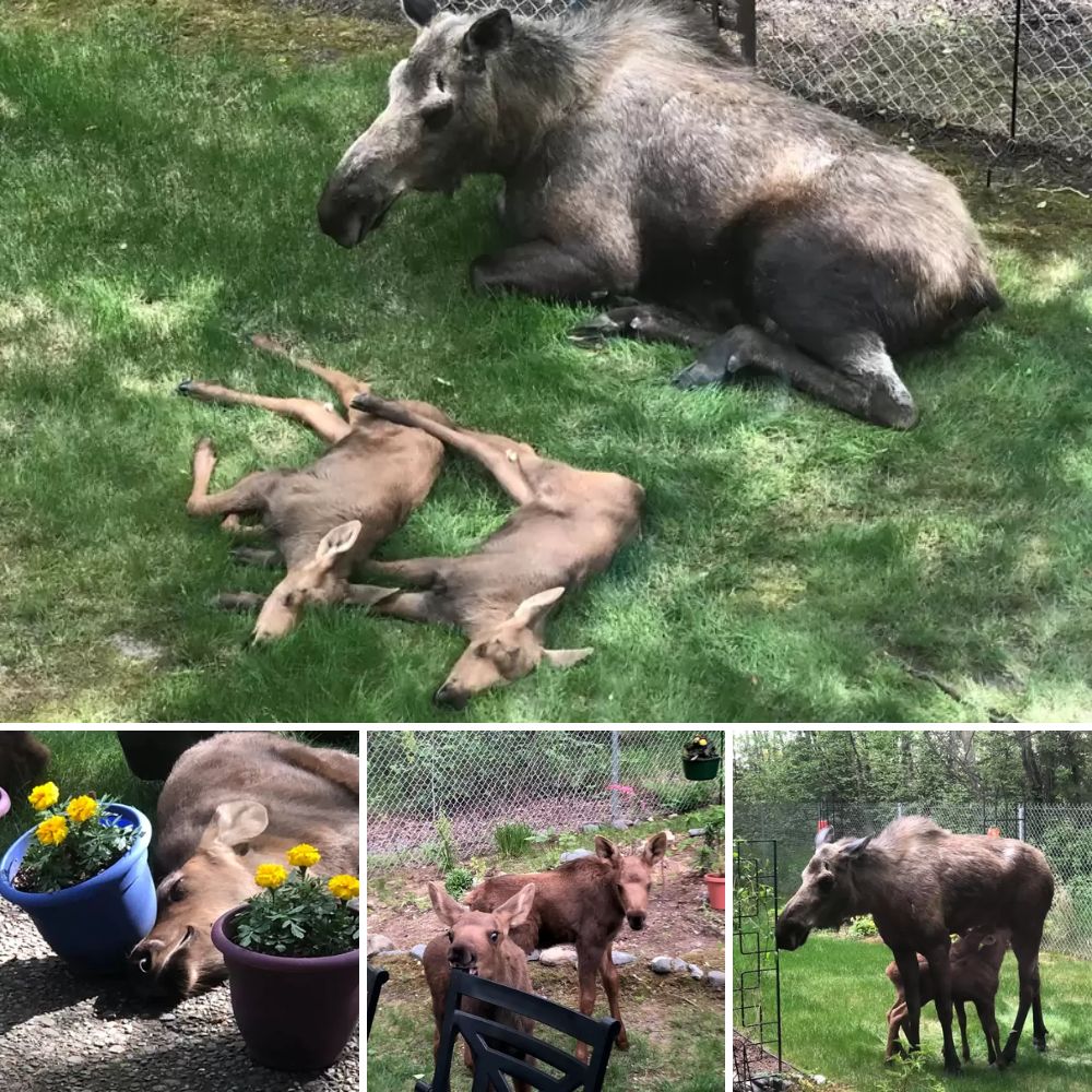 Un último abrazo de amor: Perrita con cáncer terminal lucha contra el tiempo para despedirse de su papá con ternura infinita