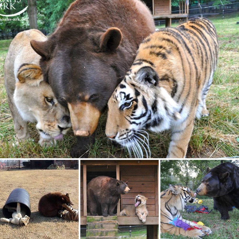 Un Alma Herida: Perrito Sobreviviente de Peleas Suplica Ayuda, Escondido y Asustado Detrás de un Basurero