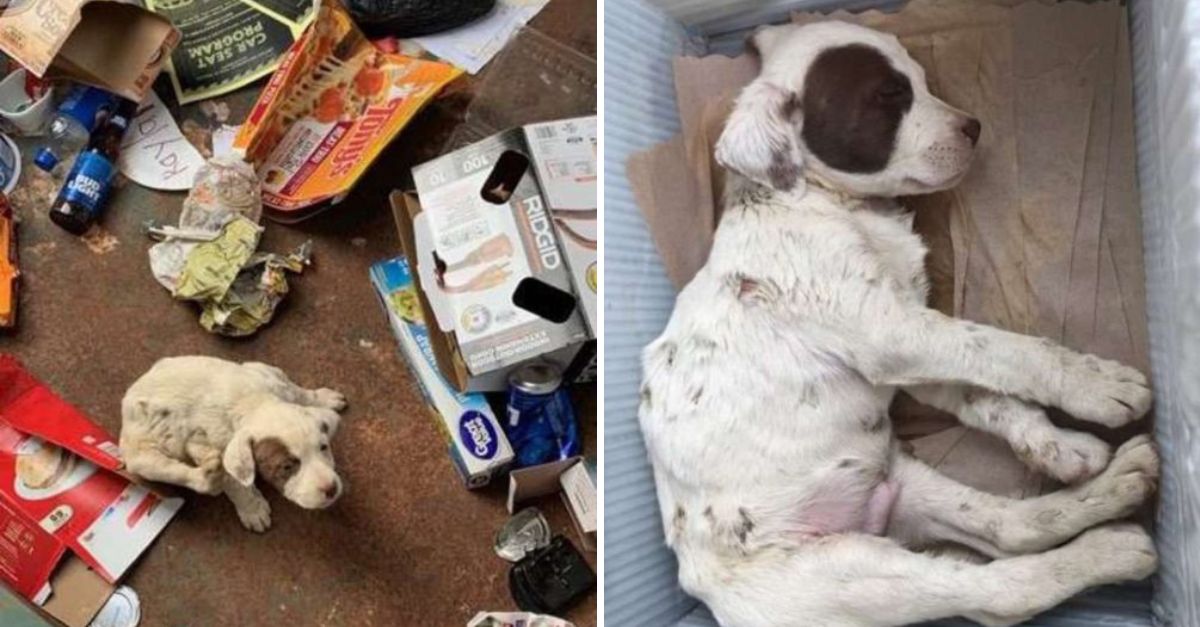 Amid Cardboard and Waste, a Struggling Puppy is Rescued from a Garbage Dump in a Heart-Stopping Fight for Survival