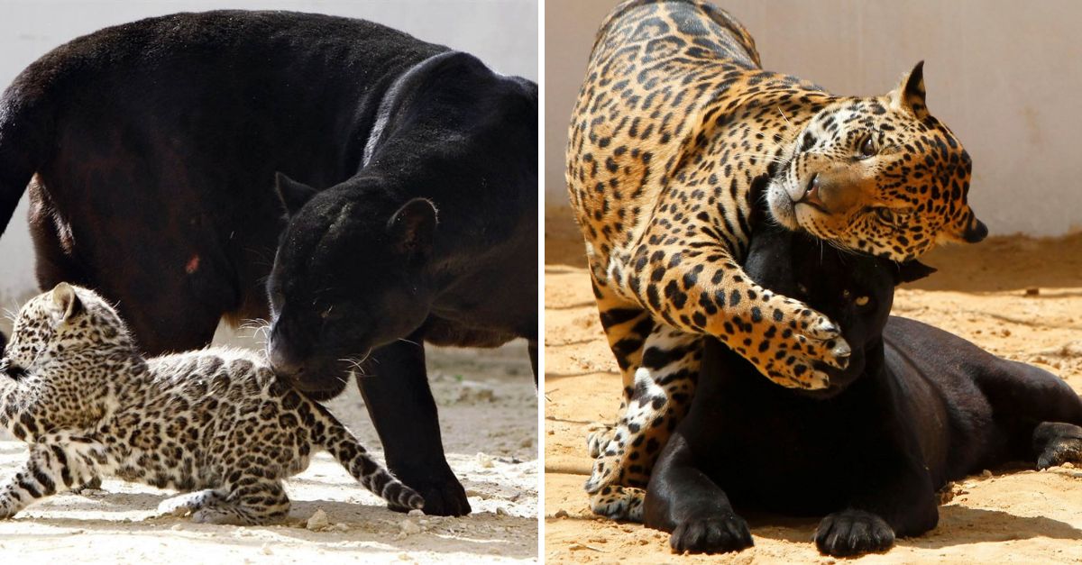 From Shadows to Sunshine: Rescued Panther and Jaguar Form an Unbreakable Bond, Finding Joy and Healing in Each Other