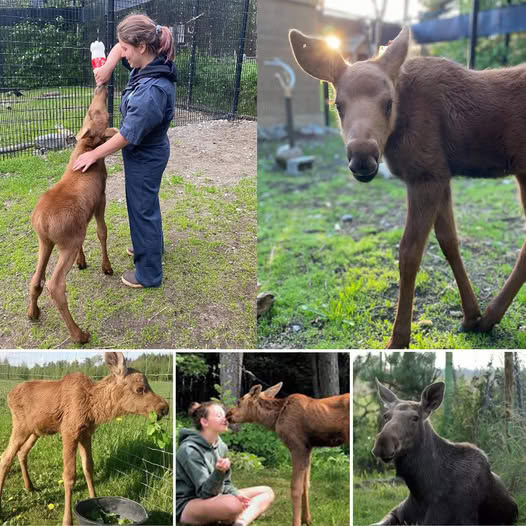 Cachorrita Desnutrida Encuentra una Nueva Misión: Sobrevive de Milagro y Salva a un Niño con Autismo de su Abismo