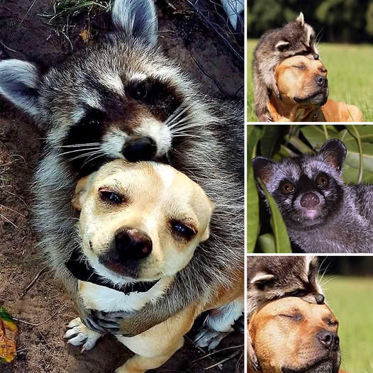 “Un Nuevo Comienzo” – Perrito Abandonado por la Pandemia, Solo y Sin Esperanza, Encuentra Amor en una Mirada Compasiva.