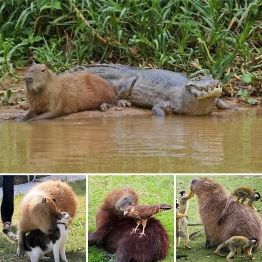 “De las sombras al amor” – Perro abandonado y destrozado tras años de explotación encuentra el hogar lleno de cuidado que siempre mereció.