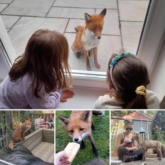 Merry Christmas, friends! This is the moment a fox politely showed up at a woman’s house for a fried chicken dinner on Christmas Eve after knocking on her door every day for the past year.video