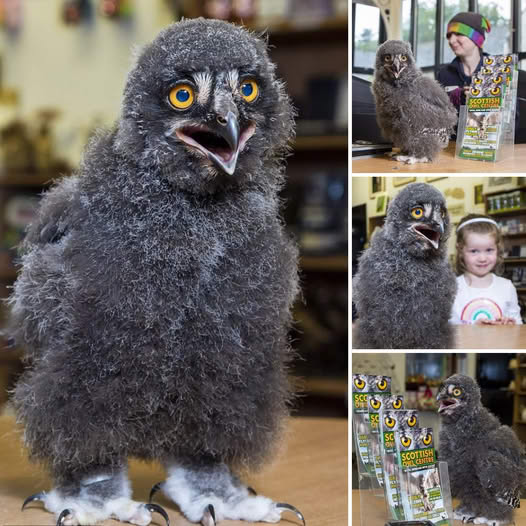 A Fluffy Scholar: Adorable Baby Snowy Owl Charms Visitors While ‘Reading’ and Helping at the Scottish Owl Centre