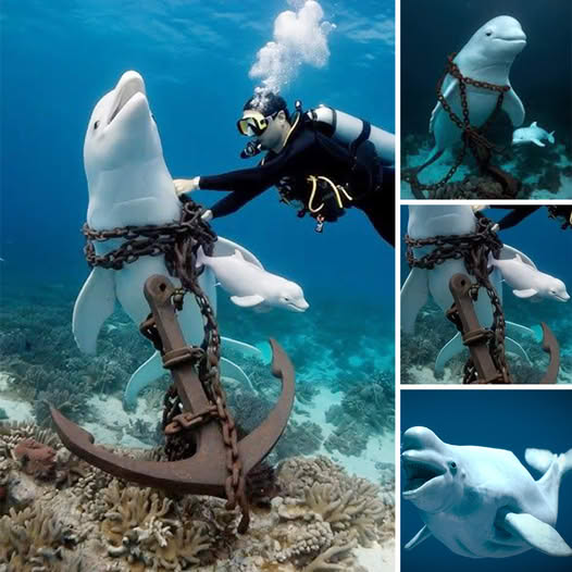 What Do You Think? Real Madrid’s Victory Over Celta Vigo Sparks Controversy as Referee Decisions Leave Fans Crying Foul