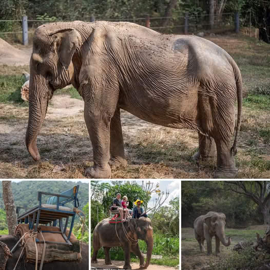 Broken But Not Defeated: Female Elephant, Scarred after 25 Years of Carrying Tourists, Finds Hope in a Loving Sanctuary