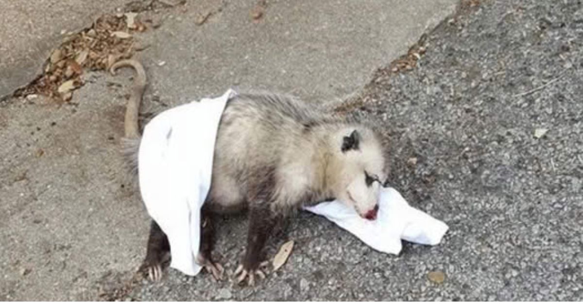 Hidden in the Shadows: Woman Cleaning an Abandoned House Discovers a Lonely Pup in the Attic, Desperate for Love