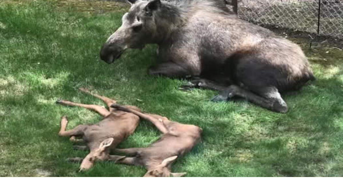 Al encontrar a un animal atrapado en la basura, los trabajadores actúan rápidamente, dando una segunda oportunidad a su vida