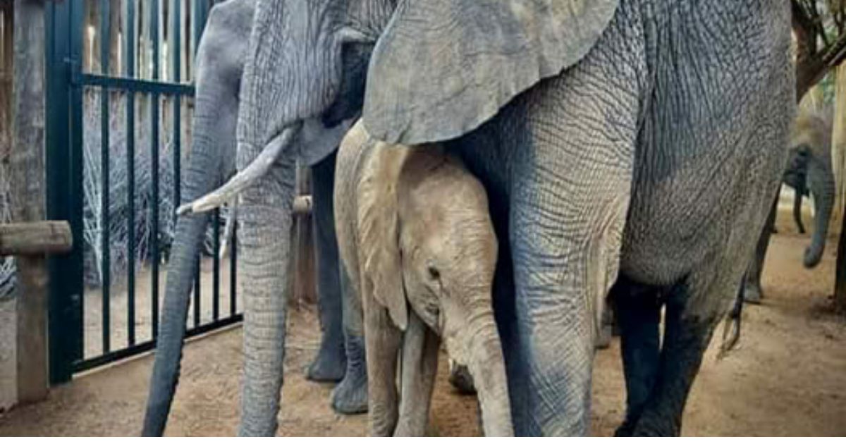 Heartbreaking Arrival: Dog Abandoned at Shelter with a Note, Sparking a Rescue Filled with Hope and Second Chances