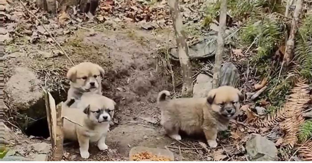 ¡Un Hallazgo Desgarrador! Cachorrito es Rescatado de los Arbustos Mientras Llora Junto al Cuerpo Inerte de su Hermano
