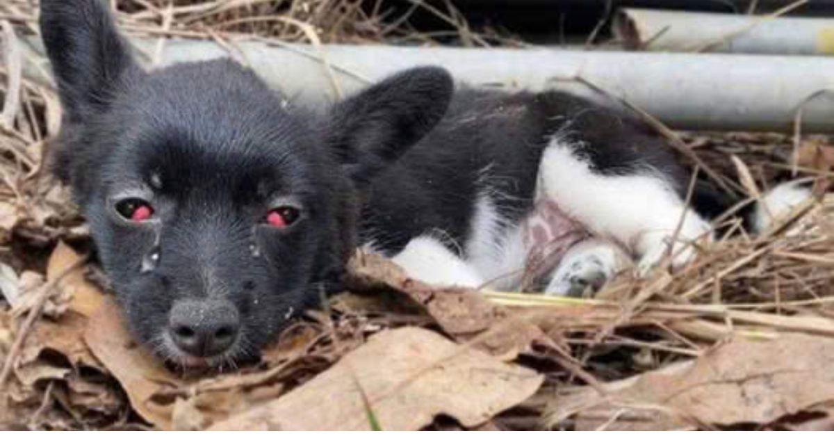 Endrick and Güler Lead the Charge: Real Madrid’s Bold and Explosive Lineup for the High-Stakes Copa Del Rey Clash!