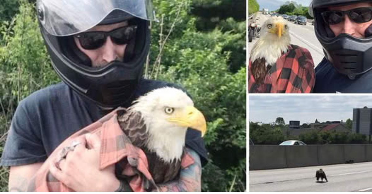 “Esperando un Milagro” – Cachorrito Callejero Agoniza Días Enteros al Borde de la Carretera, Hasta que el Amor lo Rescató.