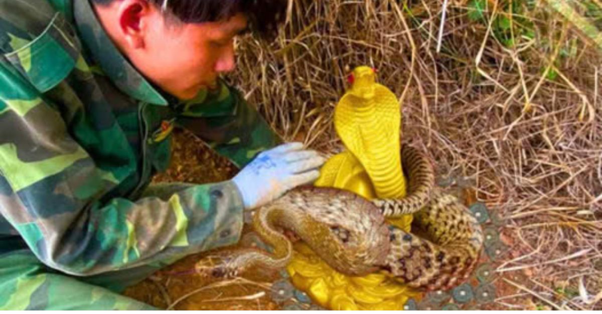 “Por Favor, Sálvenme” — Perrito Callejero y Enfermito Entra a una Clínica Veterinaria, Rogando por una Segunda Oportunidad de Vida