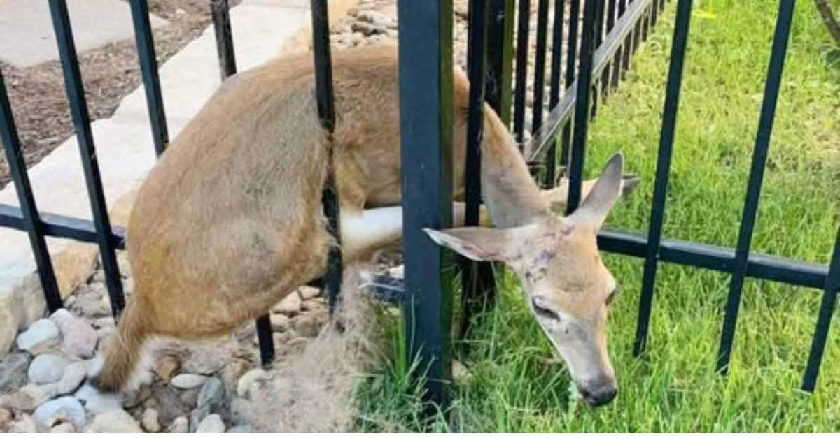 Perrito Rescatado con un Ojo Perdido Clama por un Hogar que lo Ame para Siempre—Una Historia que Rompe el Corazón