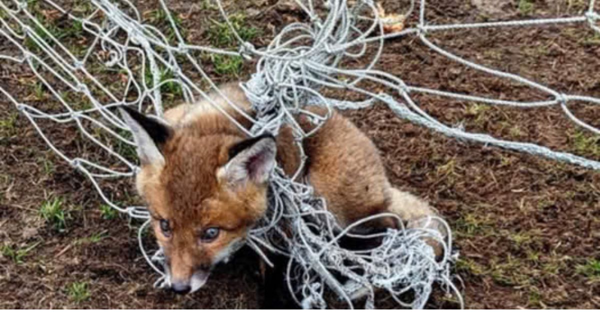 Unbelievable Cruelty! Dog Found Covered in Oil and Left to Suffer Alone Sparks Outrage and a Desperate Fight for Survival