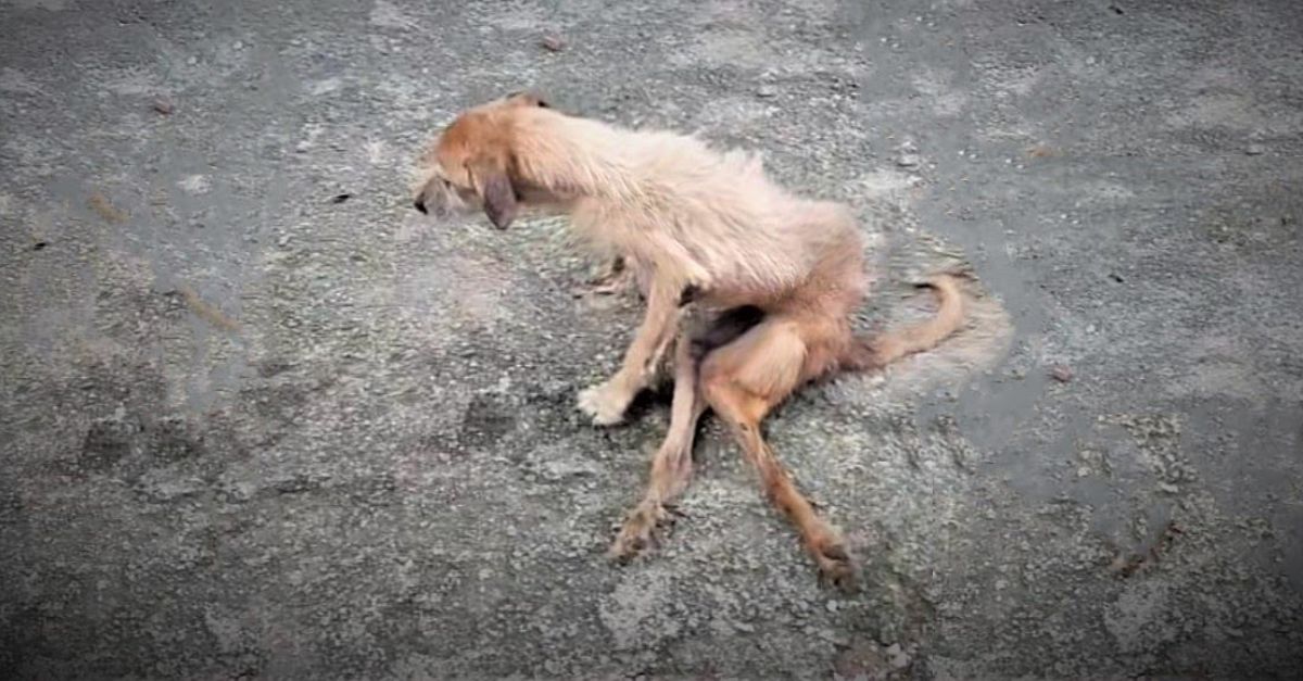 Real Madrid on the Brink of Signing Xabi Alonso as Furious Perez Moves to Replace Underperforming Ancelotti!