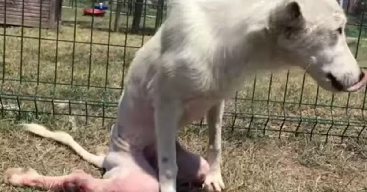 Golden Retriever Becomes a Hero: Saving a Lost Baby Koala and Restoring Hope in a Heartwarming Act of Kindness