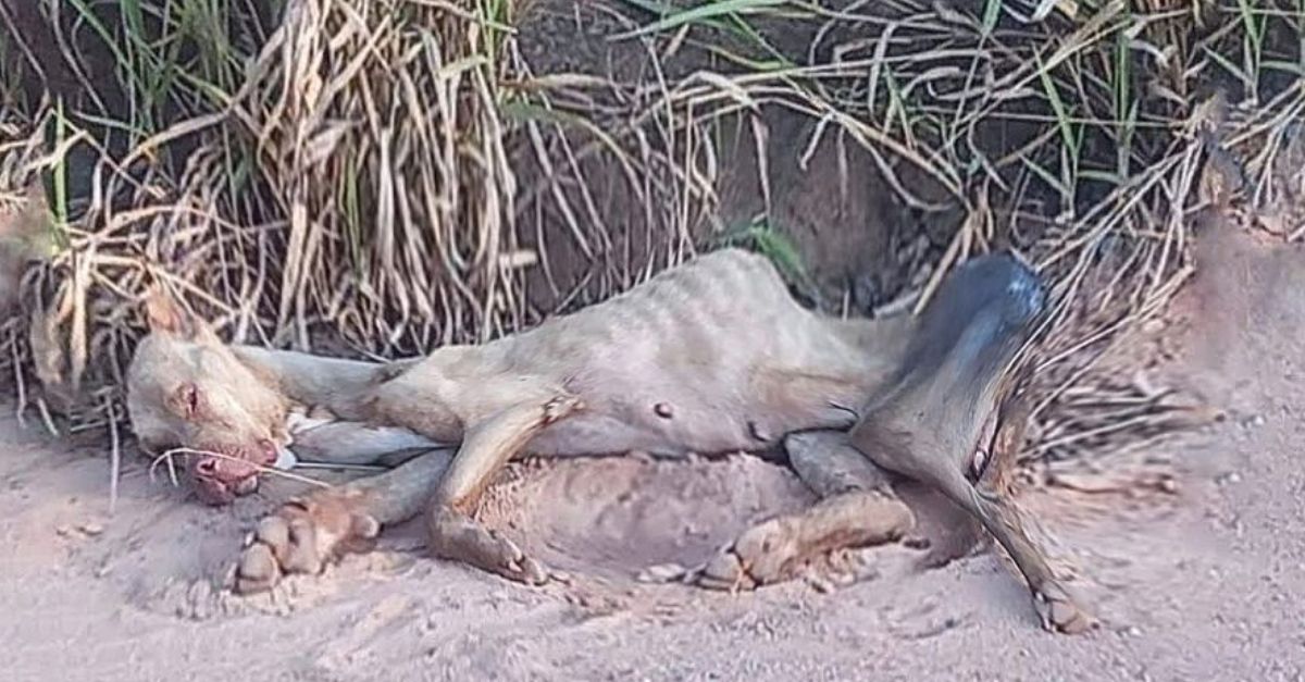 With Gentle Hands, a Man Rescues a Stranded Baby Shark, Returning It to the Ocean and Giving It a Second Chance