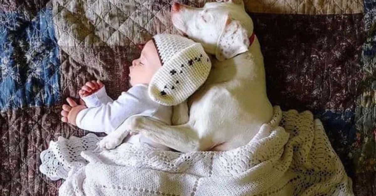 Heartbreaking Goodbye: Koala’s Gentle Touch to Fallen Friend Brings Rescuers to Tears, Revealing the Profound Strength of Their Bond