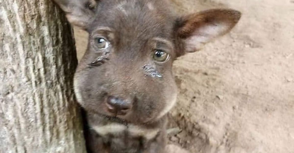 Heartbreaking Farewell: Koala’s Tender Gesture to Fallen Friend Leaves Rescuers Moved by the Depth of Their Bond