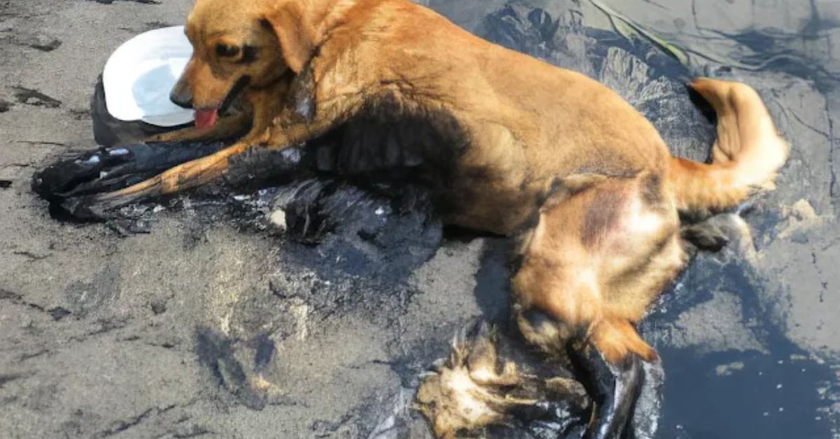 Con Modesta Felicidad: Perrito de Refugio Tiene una Piscina, Pero Prefiere Refrescarse en Su Querido Pequeño Balde