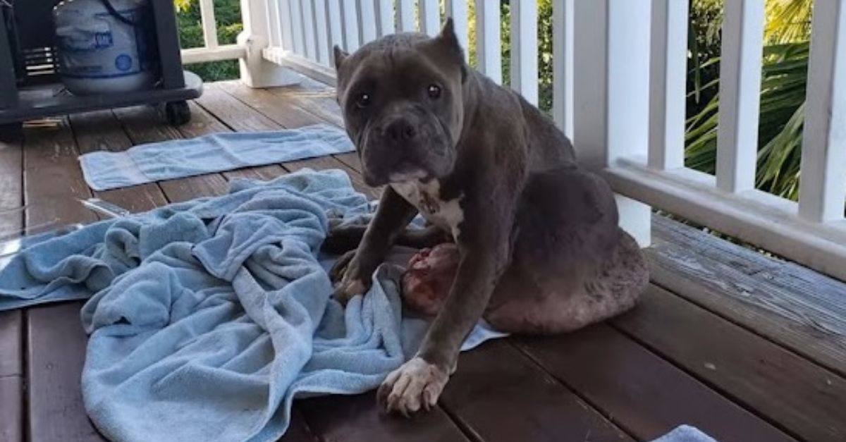 ¡Oh, el clamor de un corazón olvidado! Perro lisiado encuentra esperanza cuando un alma bondadosa lo rescata del abandono