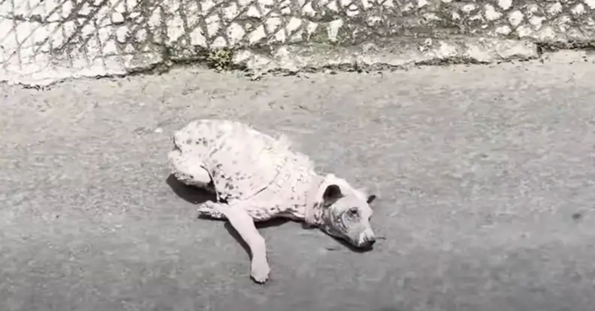 Heart-Stopping Heroism: Mother Dog Braves Raging Floodwaters, Risking Everything to Save Her Precious Puppies from Certain Peril!