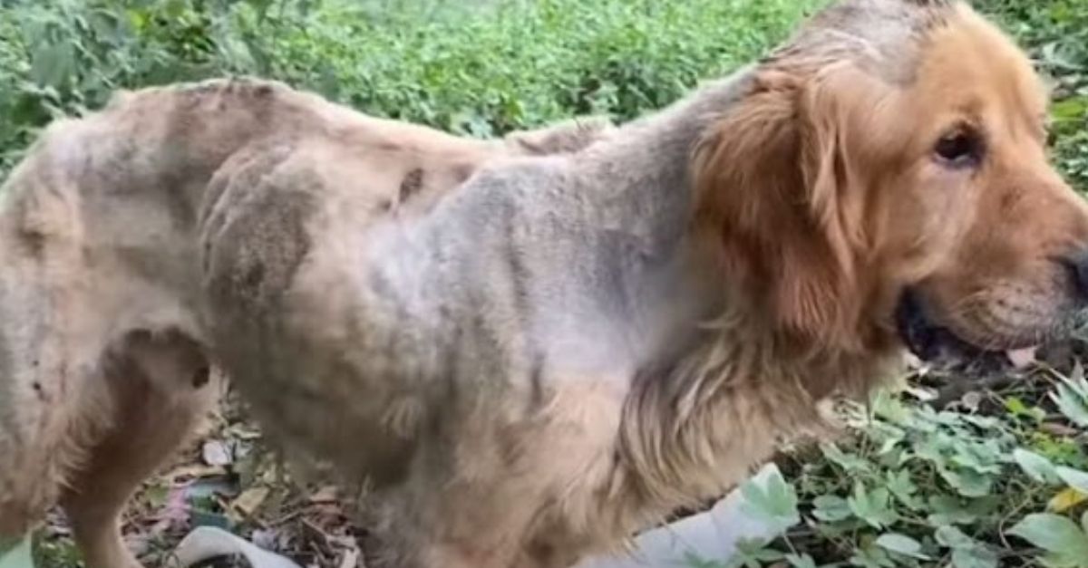 Oh My Goodness! A Man’s Selfless Love—Willing to Sell Everything He Owns to Save His Dog and Her Puppies