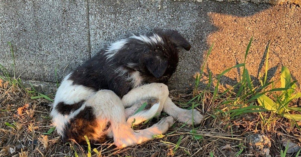 My Heart Skipped a Beat: Brave Dog’s Fierce Fight to Protect Its Friend Leaves Everyone Deeply Moved!