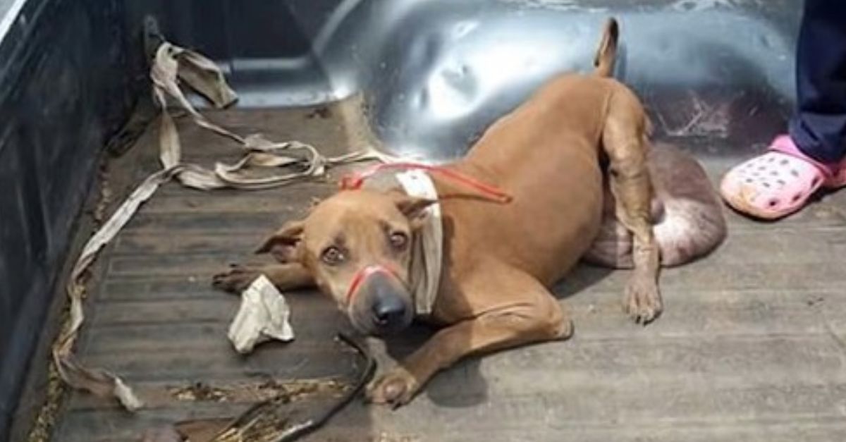 ‘How the F*ck Is That Not a Red?!’ – Madridistas Furious as Espanyol Defender’s Brutal Tackle Nearly Ends Mbappé’s Career!