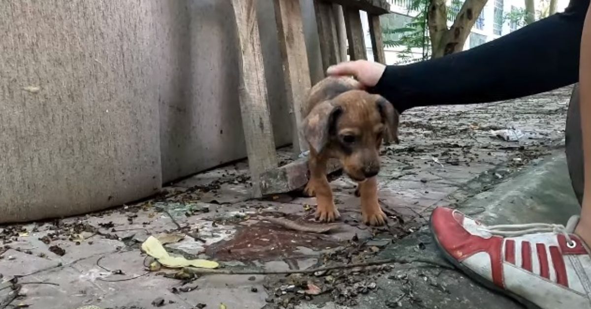 Cada día, en el mismo rincón, un perro sin hogar espera con esperanza el rescate que cambiará su destino