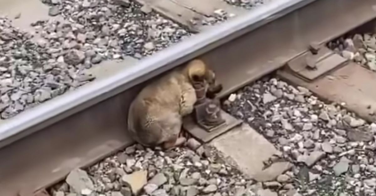 Will Draymond Green Take the Court Tonight Against the Jazz? Warriors Release Crucial Injury Report for January 28th!