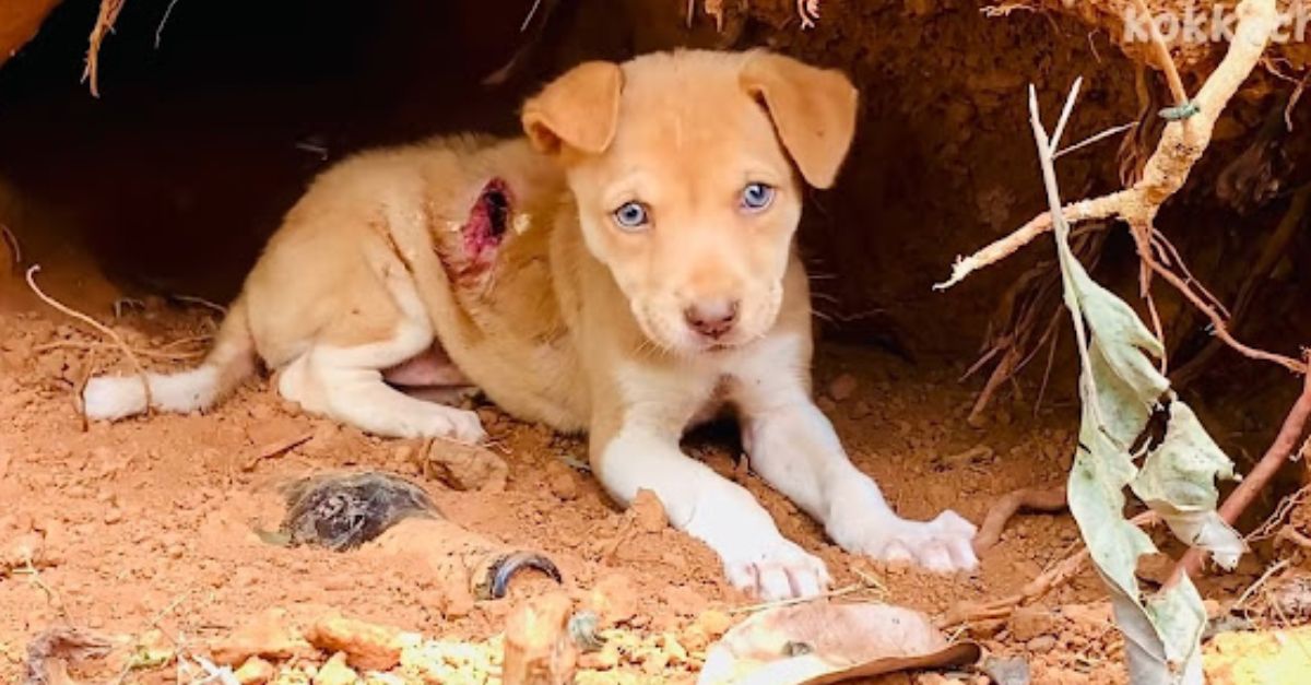 Desgarradora Imagen: Perrito Famélico se Acurruca en un Neumático Viejo, Buscando Calor y Esperanza en su Soledad Profunda