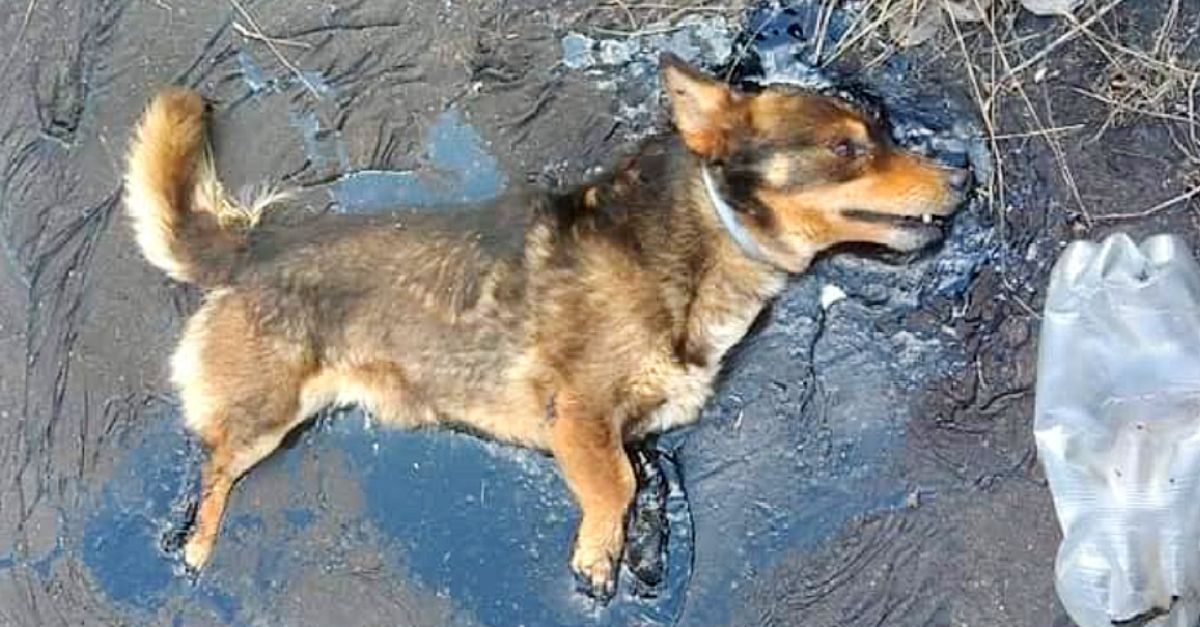 ¡Tan conmovedor! El abuelo protegió a su perrito con un impermeable, creando un refugio lleno de amor y ternura