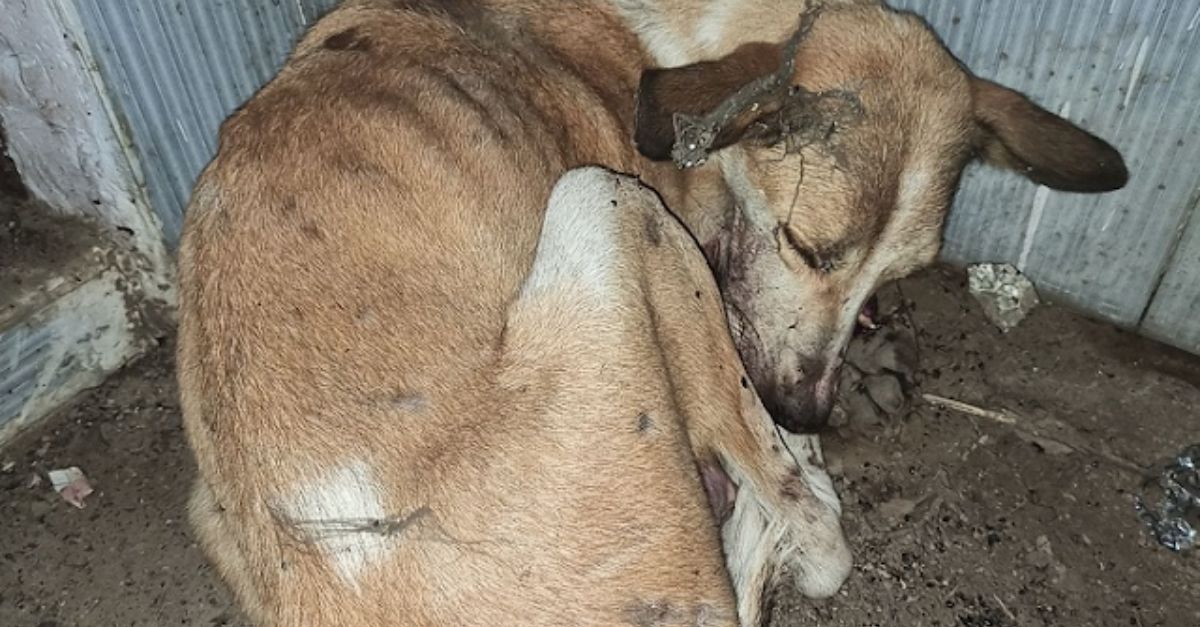 Reunión emocional: el perro huérfano llora de alegría al ver a su madre adoptiva, una vaca, otra vez