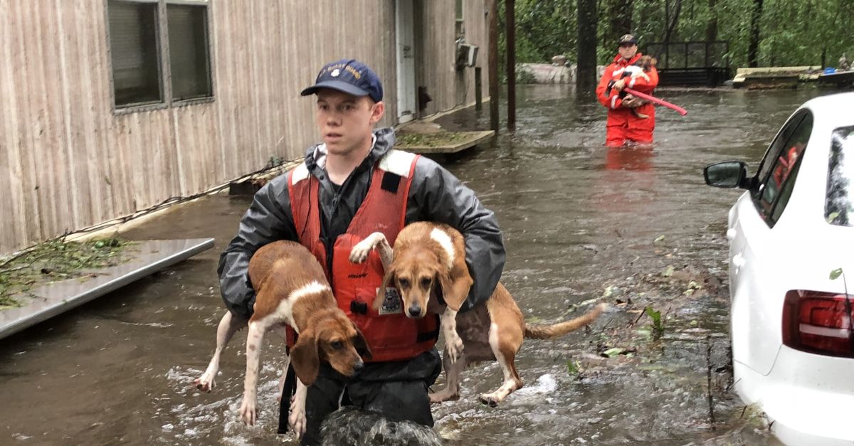 “C’mon, I Can Do It!”—A Rare Albino Turtle Hatchling Fights for Life Until a Kind Stranger Saves It from Danger