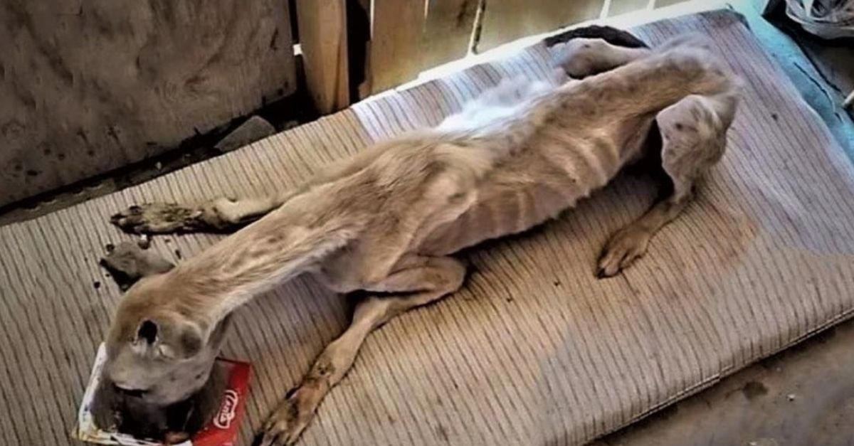¡Bendecidos por un milagro! Un perro abandonado y sus 9 cachorros hallan esperanza en el estacionamiento de una iglesia
