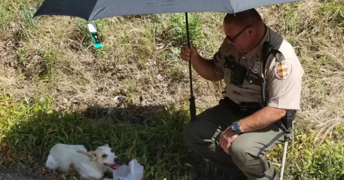 “Lágrimas de esperanza” – Rescatistas salvan a un perro de cebo abandonado, acurrucado entre la basura, transformando su dolor en amor