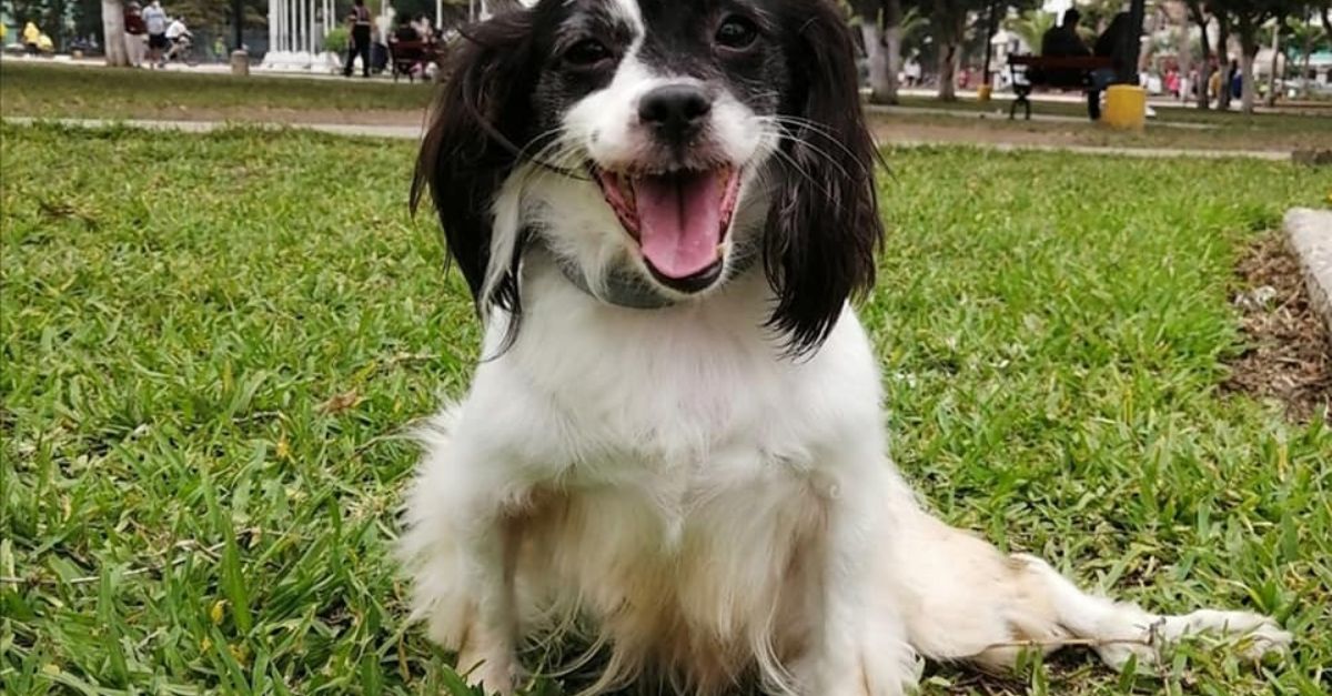 Finalmente amado: perro discapacitado que perdió parte de su rostro y fue abandonado encuentra una familia que lo aprecia