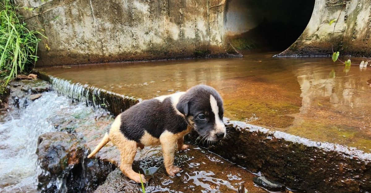 Kylian Mbappe in Showdown with PSG: Star Striker Demands Justice Over Unpaid Wages Amid Escalating Tensions with the Club!