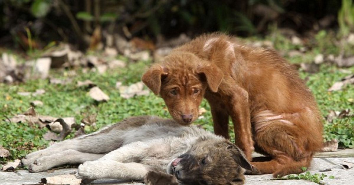 Camavinga’s Strange Gesture: Real Madrid Star Caught on Camera Sending a Mysterious Signal to Coach After Copa del Rey Goal!