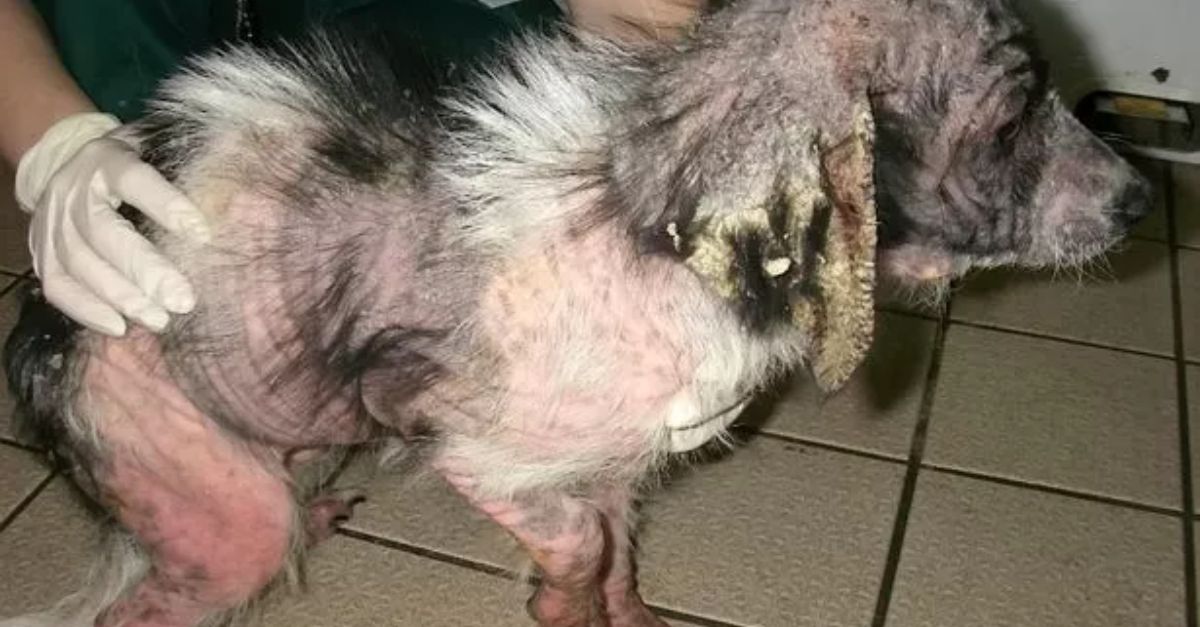 Héroe con placa: Un policía rescata a un perro callejero desnutrido al borde de la muerte y le devuelve la esperanza