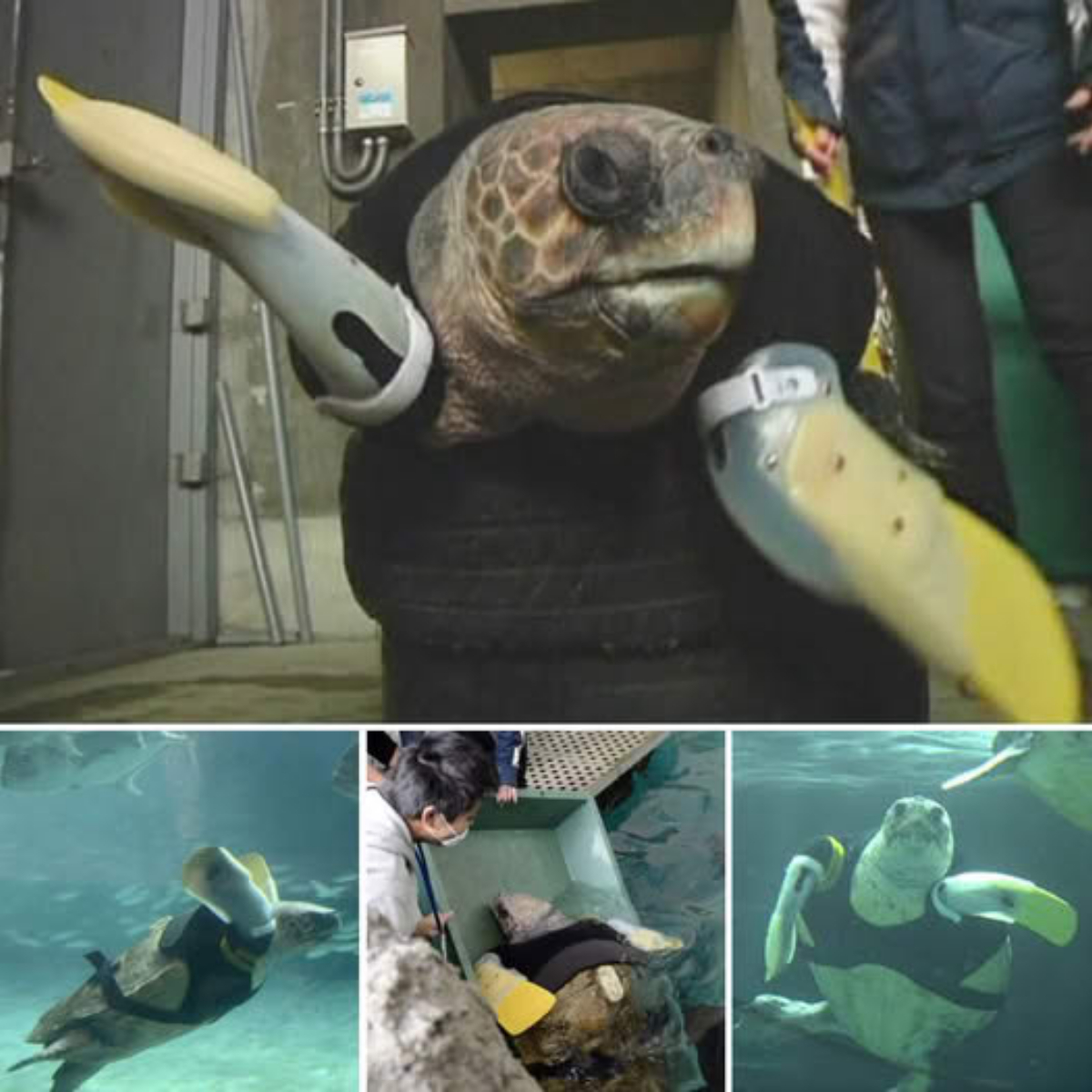 ‘From Skin and Bone to Flight’ — Starving Owl Rescued from Scots Chimney Finds Healing in the Care of Kind Souls