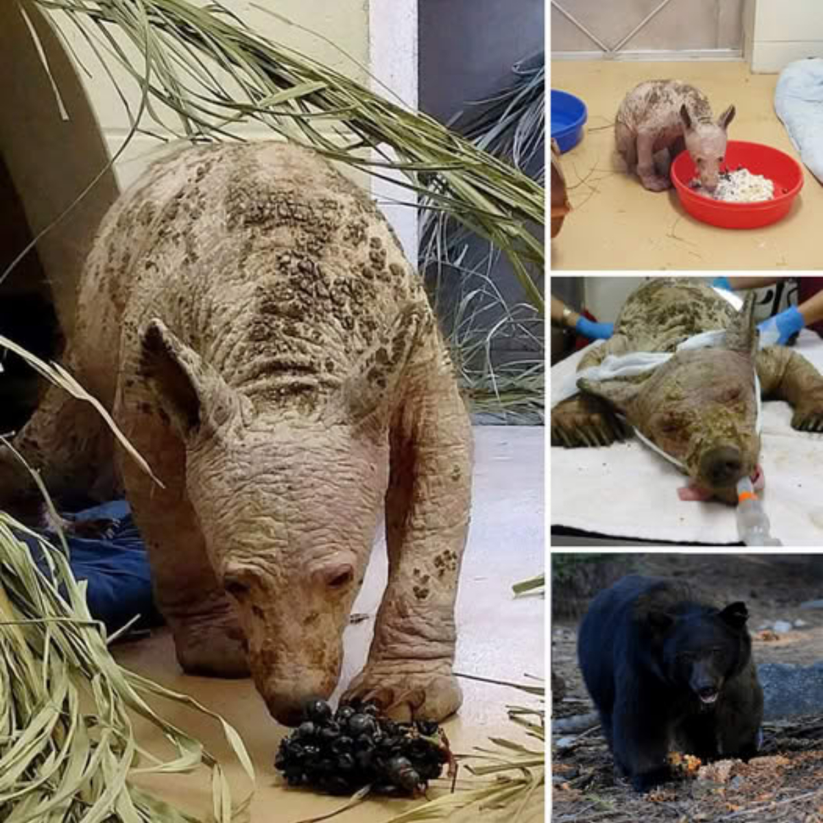 Shocking Moment: Fan Stunned by Mbappe’s Bizarre Positioning Against Valencia – ‘Extremely Funny to Watch!