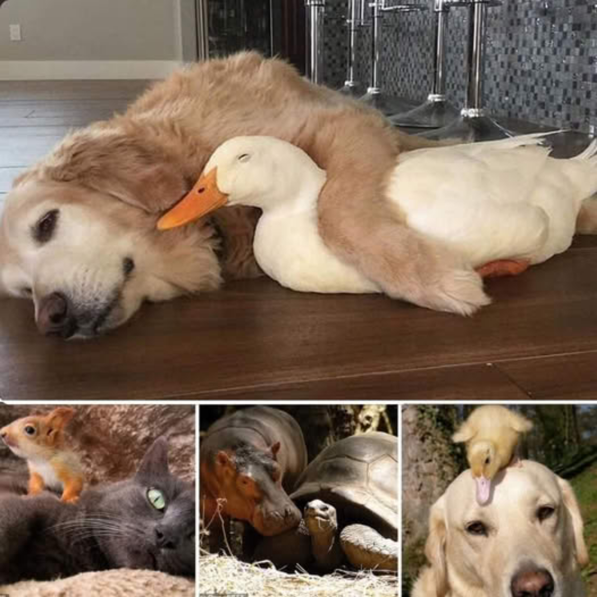 Who Could Abandon Such a Tiny Soul? Stray Dog Curled Up in a Purple Sweater, Longing for a Loving Touch