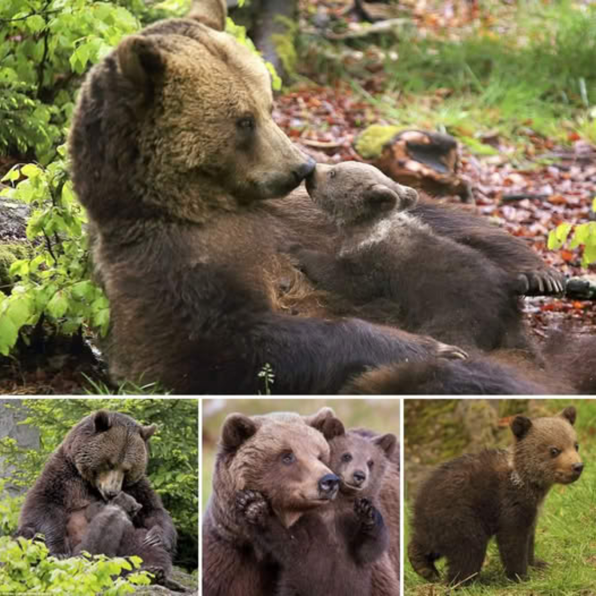 Una escena desgarradora: perro ciego y dopado en un basurero llora al sentir el amor de una mujer bondadosa