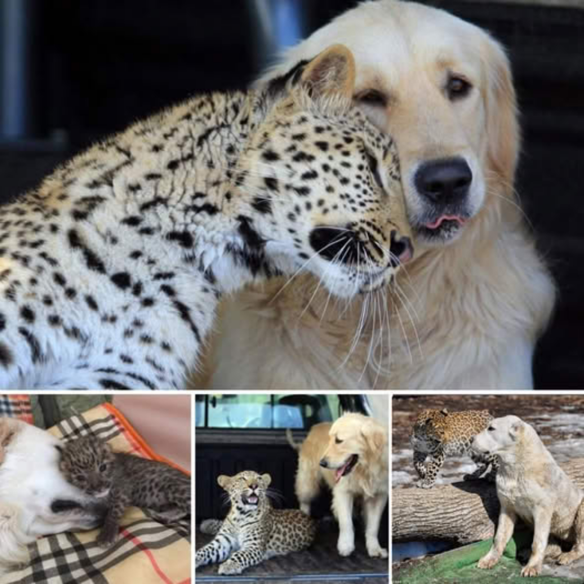 Un perrito encadenado sin poder moverse encuentra esperanza: alguien valiente intervino para darle una nueva oportunidad de vida